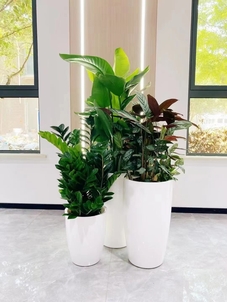 宁波前湾花木租赁价格实惠